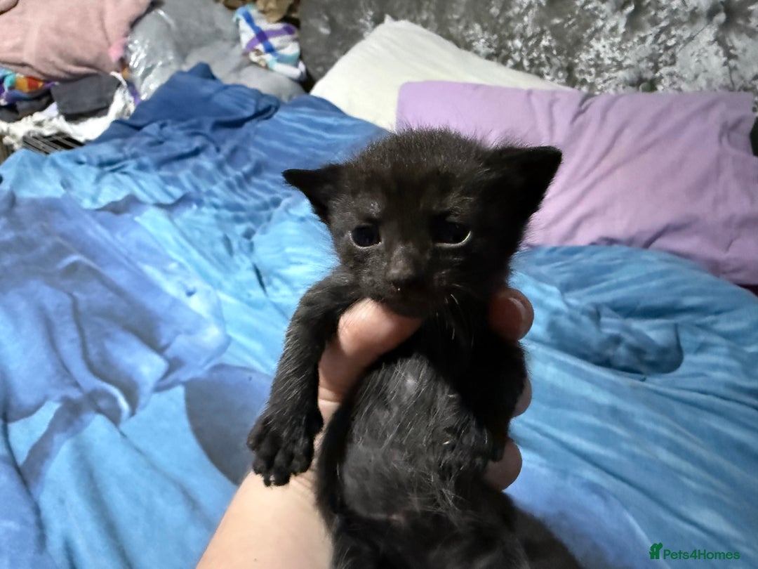 Mixed Breed cats for sale: 8 beautiful kittens - Advert 4