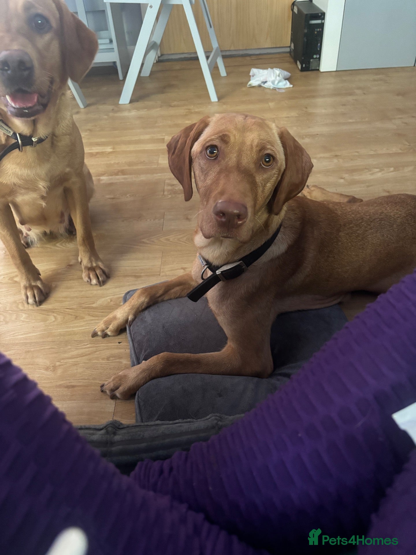 Labrador Retriever dogs 3 year old Labrador  - Advert 8