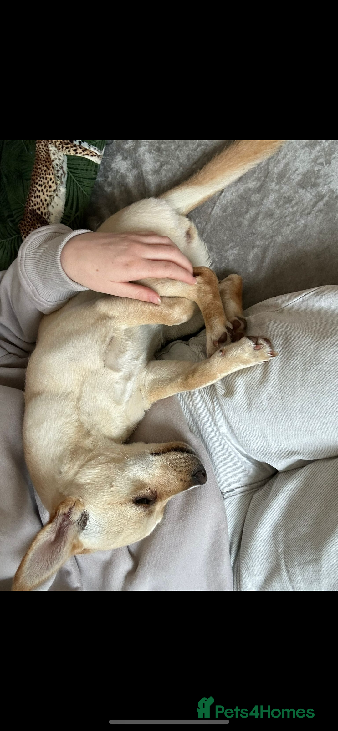 Mixed Breed dogs for sale: 1 year old jack russell/pug/dachshund - Image 5