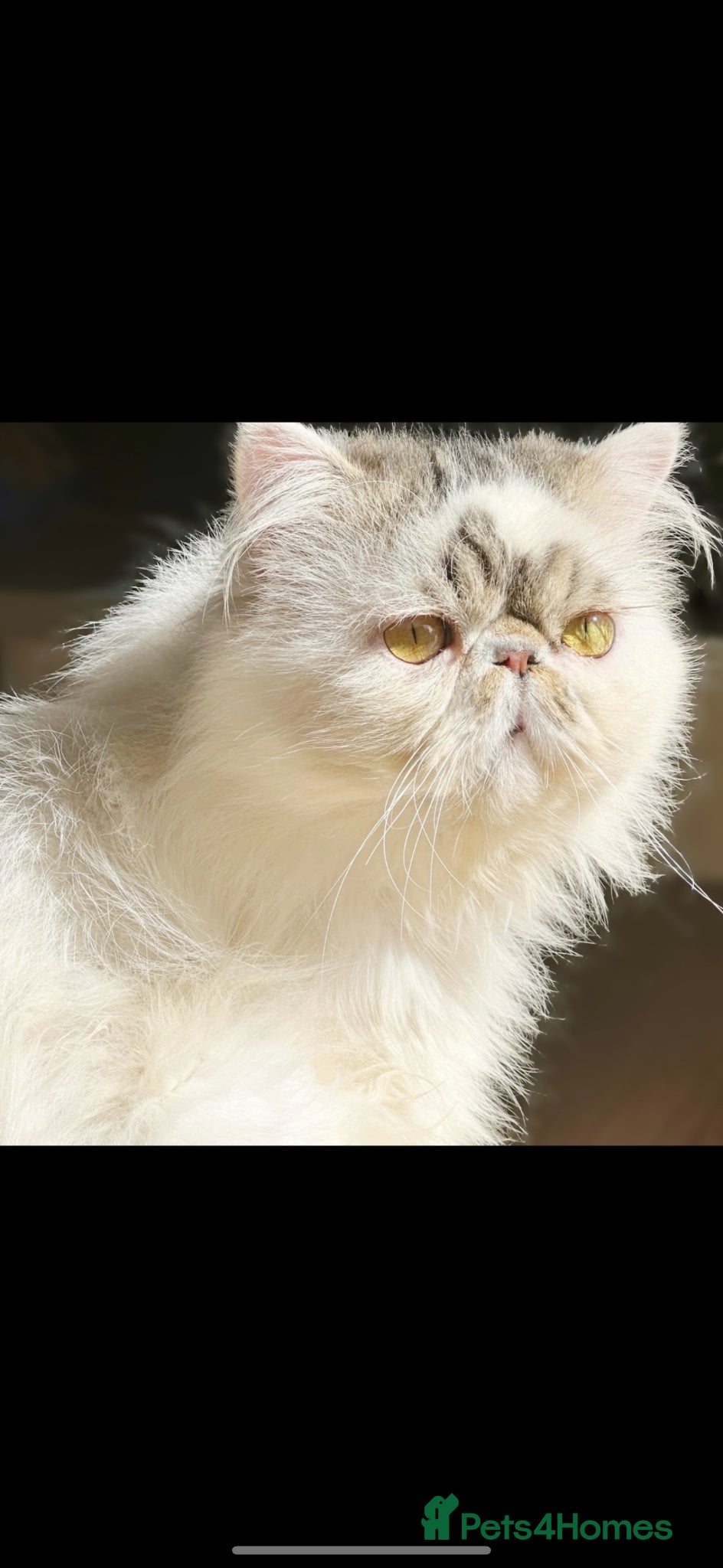 Persian cats Persian Boy  - Advert 11