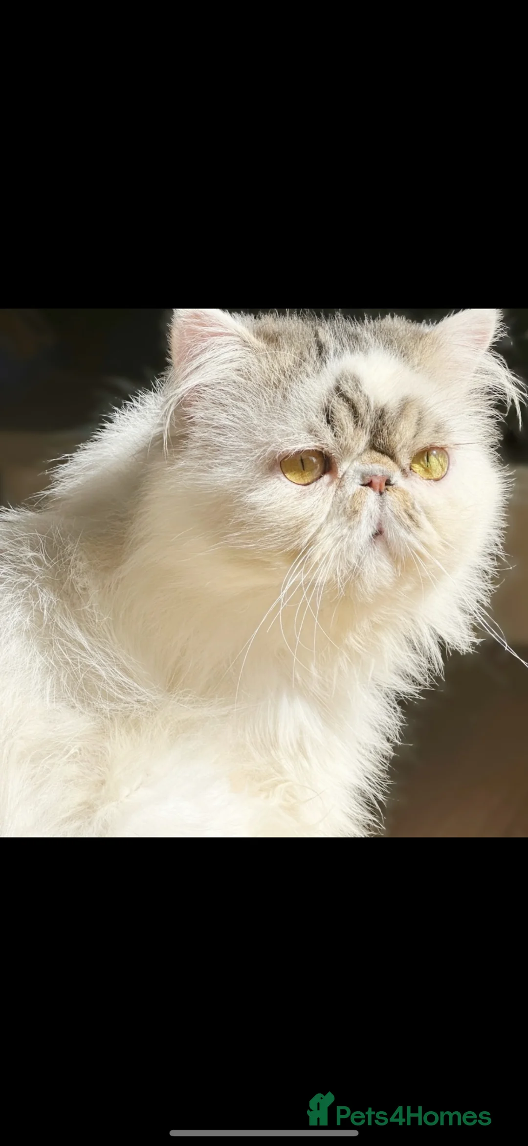 Persian cats for sale: Persian Boy  - Advert 1