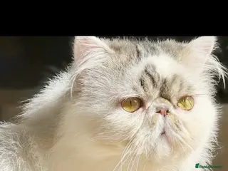 Persian cats Persian Boy - Advert 5