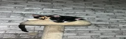 Mixed Breed cats for sale: Beautiful Tortoiseshell Kitten  in Coventry - Advert 5