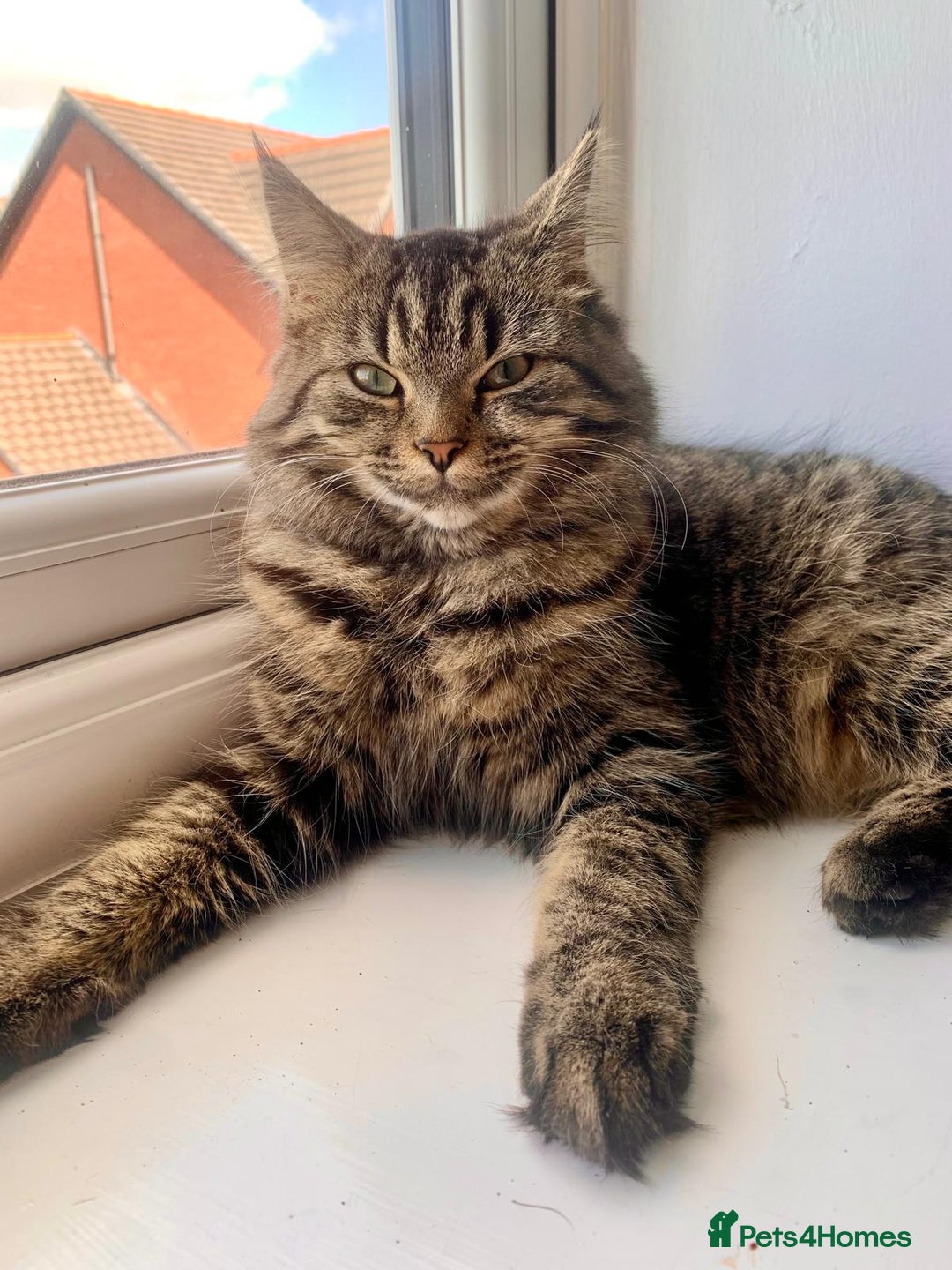 Mixed Breed cats for sale: Kittens for sale - Advert 5