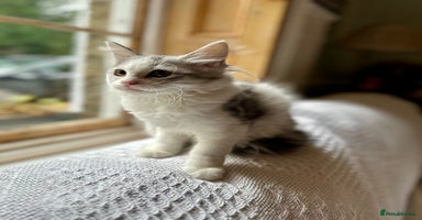 Siberian cats - Advert 15