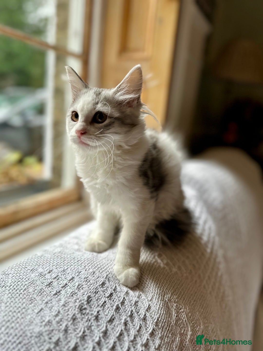 Siberian cats for sale: TICA Siberian kittens hypoallergenic & loving - Image 5