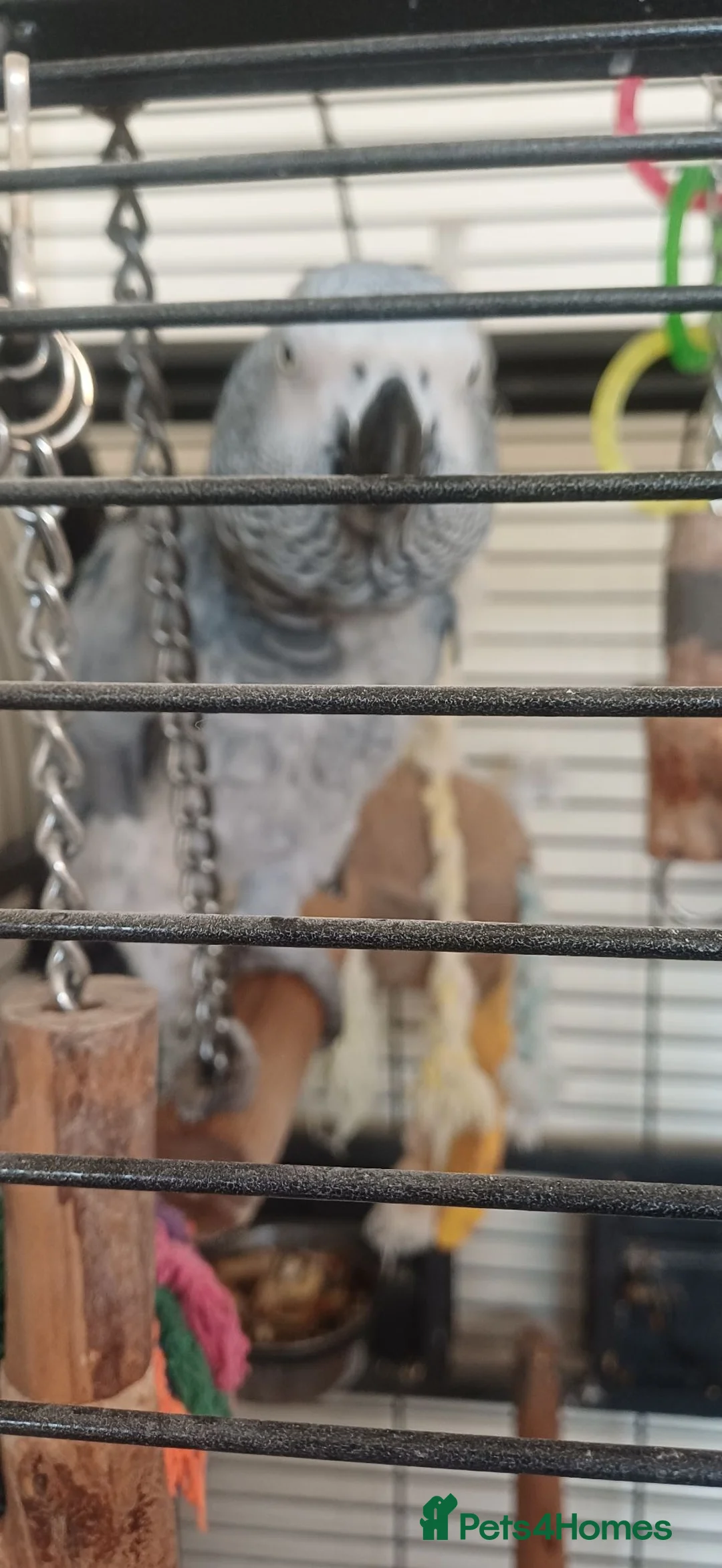 Parrots birds for sale: African grey parrot - Advert 4