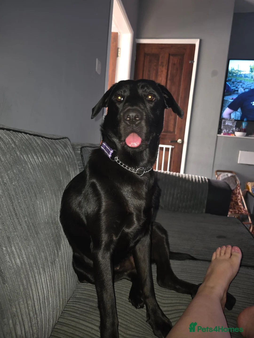Labrador Retriever dogs for sale: Black labrador  - Advert 2