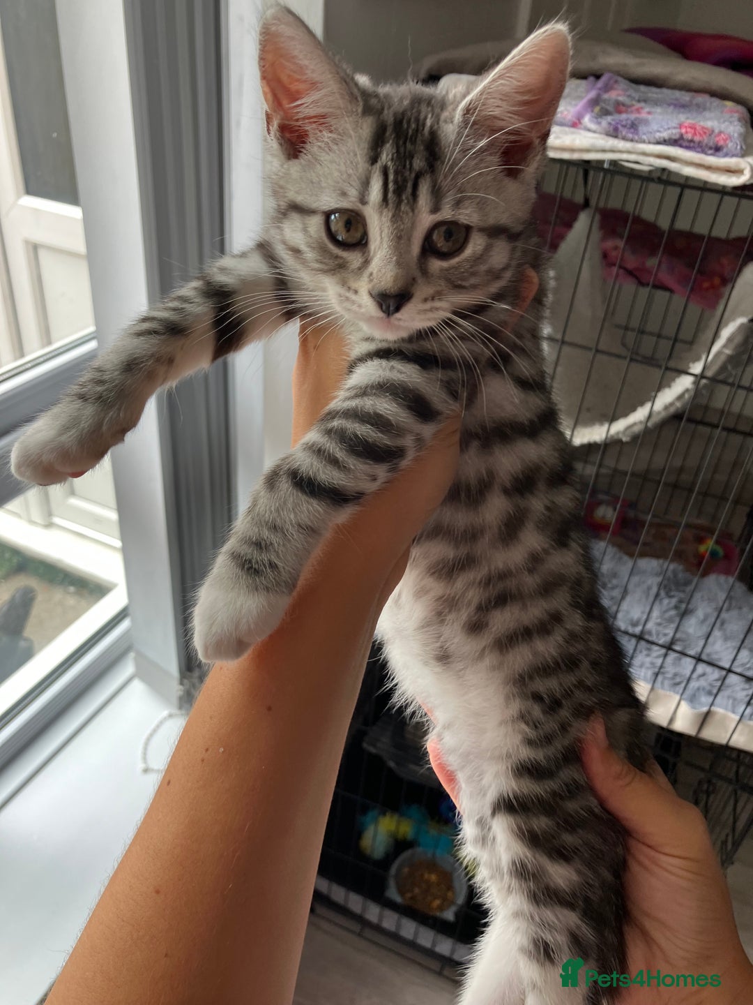 Russian Blue cats for sale: Silver tabby black tabby kittens  - Image 17