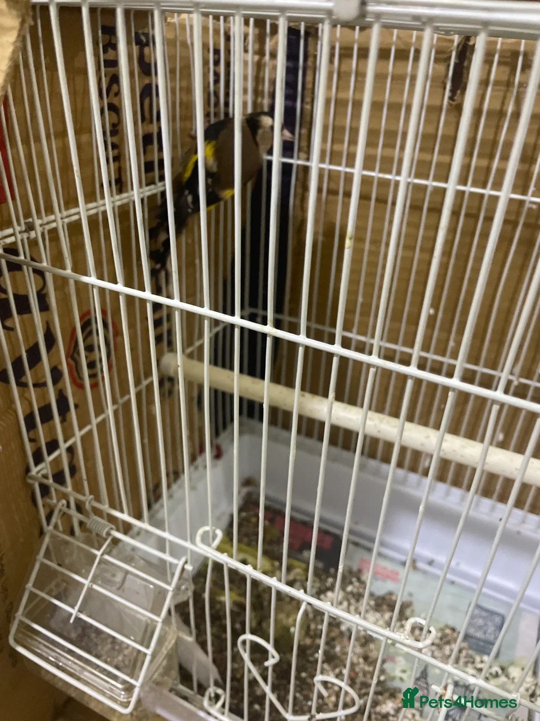 Finches birds for sale: Goldfinch male - Advert 6