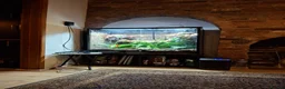 Frog reptiles for sale: 3 Borneo Eared Frogs w/setup in Hereford - Advert 4