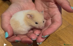 Hamster rodents for sale: Adorable Baby Syrian Hamsters 🐹  - Image 1