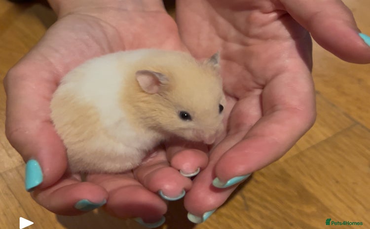 Hamster rodents - Advert 1