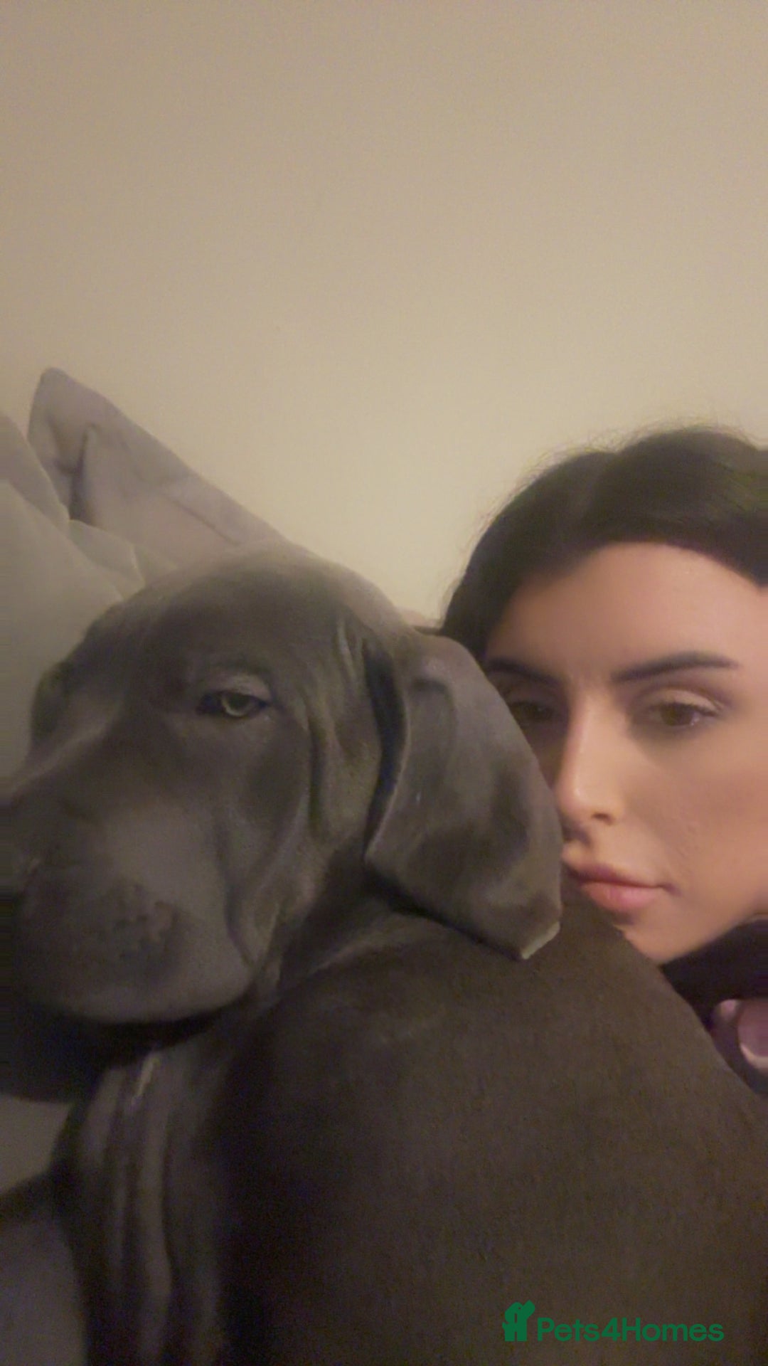 Mixed Breed dogs for sale: Cane corso/great Dane🐾 13weeks old - Advert 4