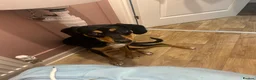Mixed Breed dogs for sale: Walter - Advert 7