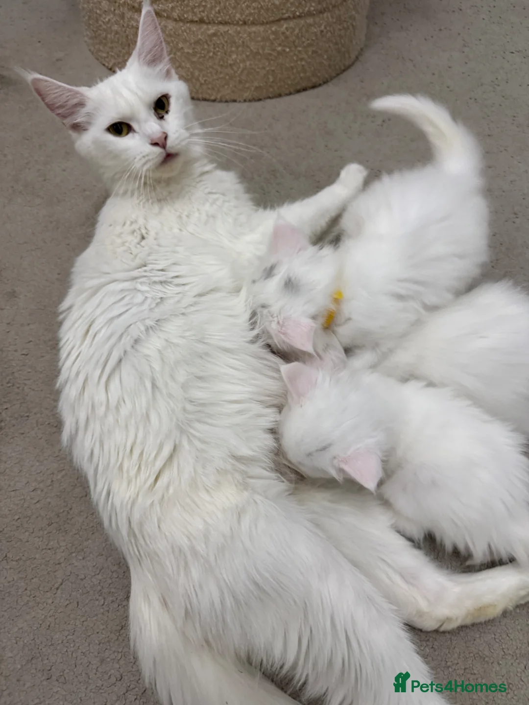 Maine Coon cats for sale: Maine Coons for sale, Some Polydu - Advert 2