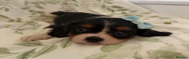 Cavalier King Charles Spaniel 5