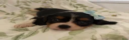 Cavalier King Charles Spaniel dogs for sale: Stunning litter cavalier King Charles  - Advert 6