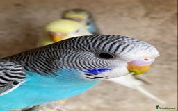 Budgerigars birds for sale: Beautiful Budgies - Image 16