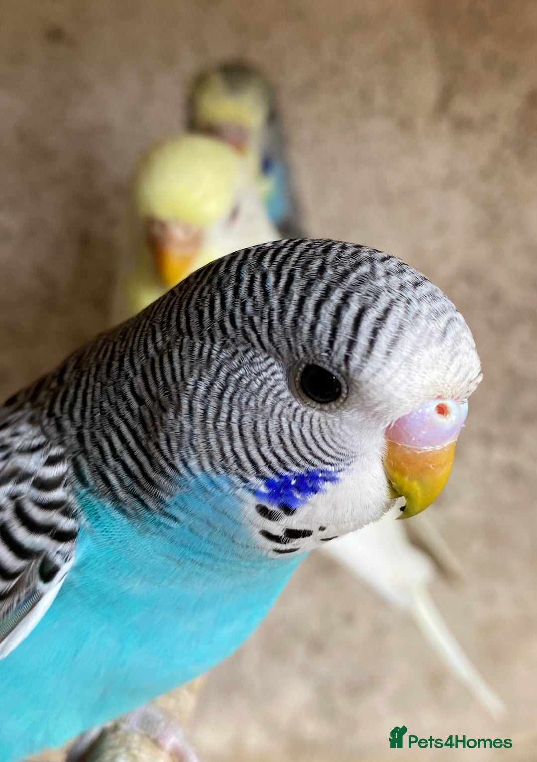 Budgerigars birds for sale: Beautiful Budgies - Image 16