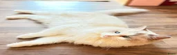Ragdoll cats for sale: Pedigree Ragdoll GCCF for rehome - Advert 7