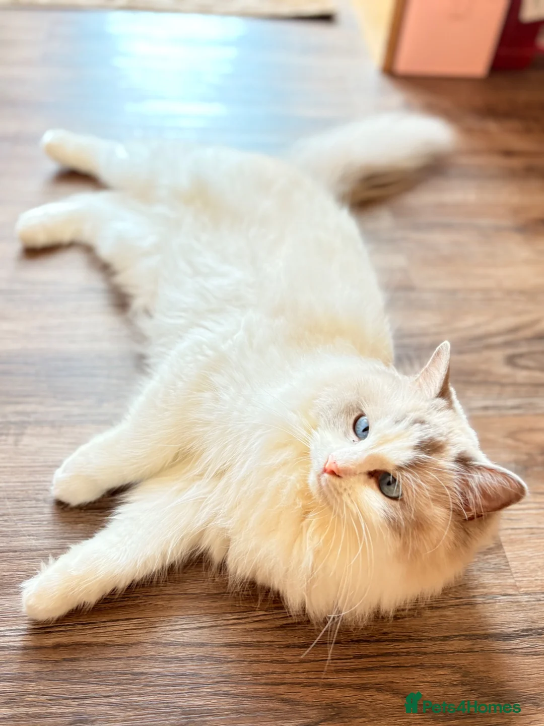 Ragdoll cats for sale: Pedigree Ragdoll GCCF for rehome - Advert 7