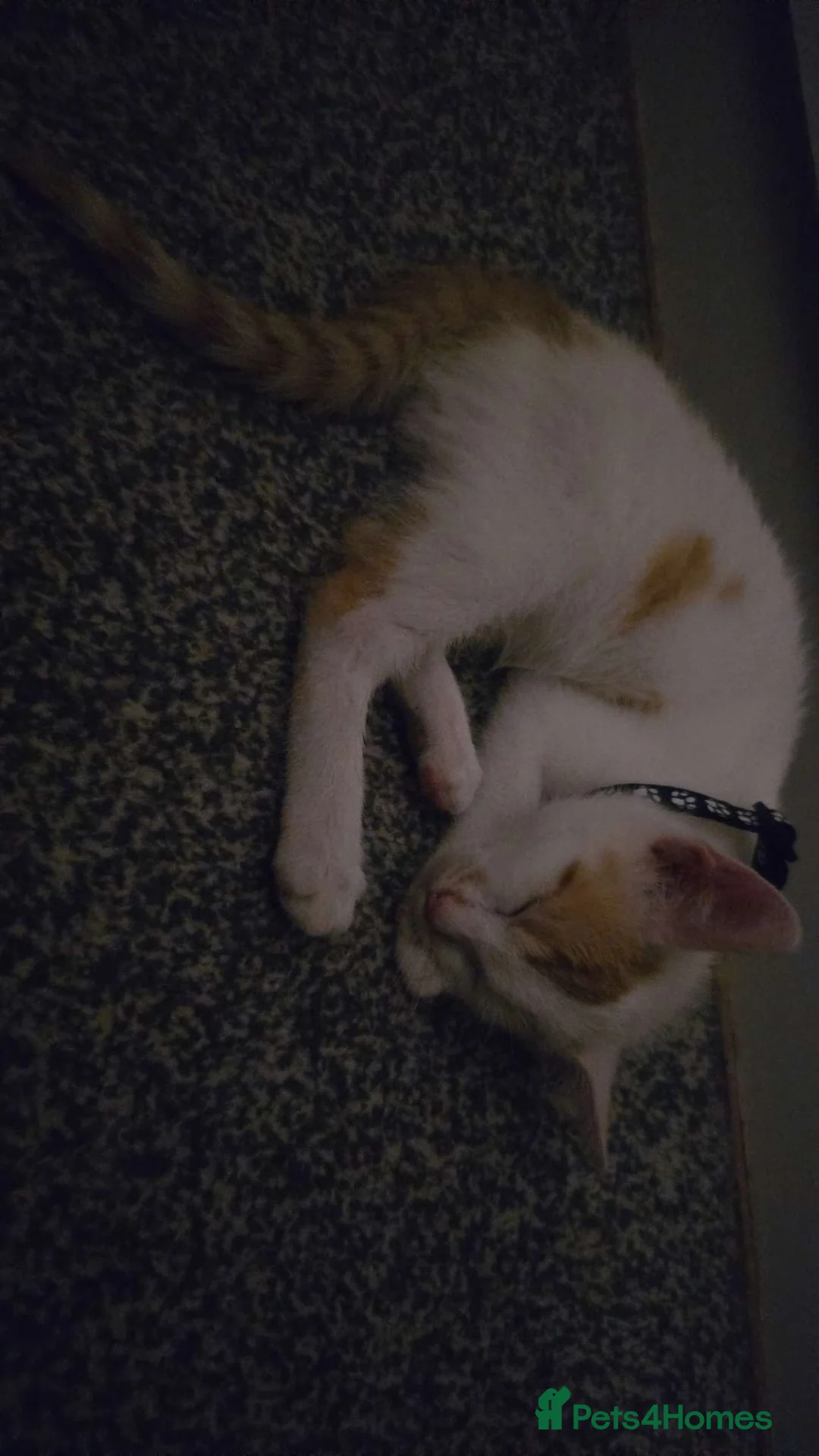 American Shorthair cats for sale: Ginger cat - Advert 2