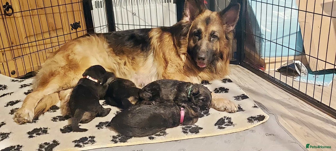 German Shepherd dogs for sale: German shepherd  - Advert 14