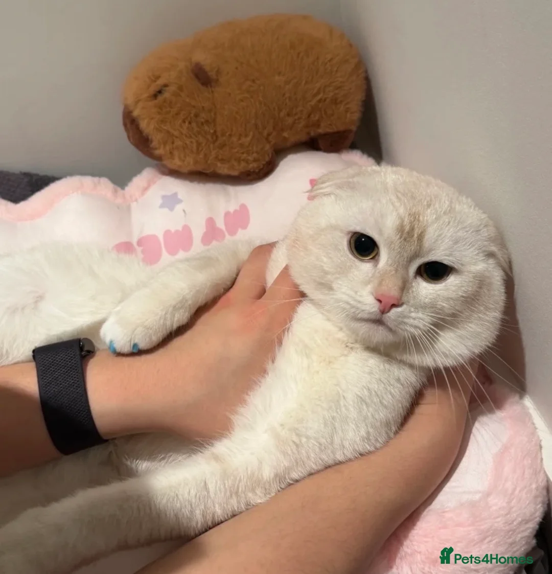 Scottish Fold cats for sale: Scottish fold cat 2 years old friendly  - Advert 1