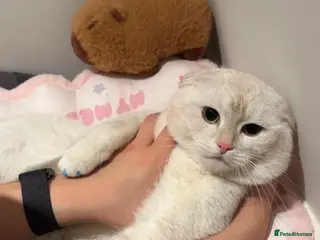 Scottish Fold cats Scottish fold cat 2 years old friendly - Advert 4