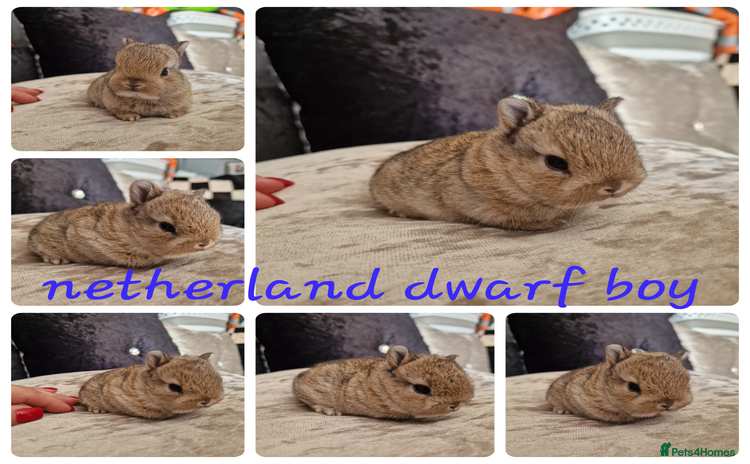 Netherland Dwarf rabbits - Advert 5