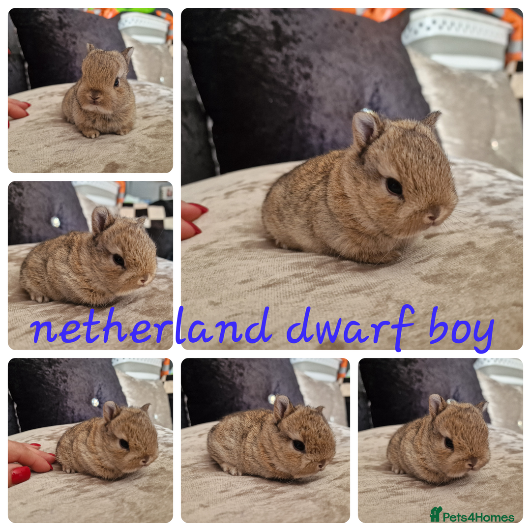Netherland Dwarf rabbits for sale: Netherland dwarf babies  - Image 1