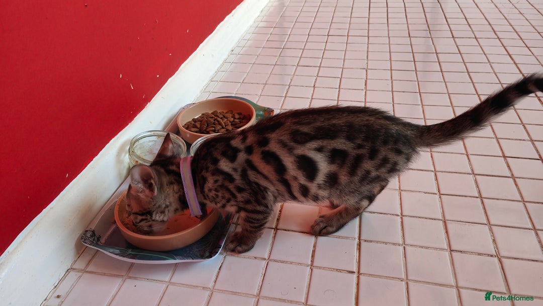 Bengal cats for sale: 1no. Female Bengal Kitten - Image 2