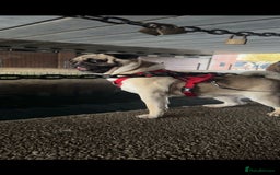 Pug dogs for sale: Male Pug - 4 Years Old - Image 2