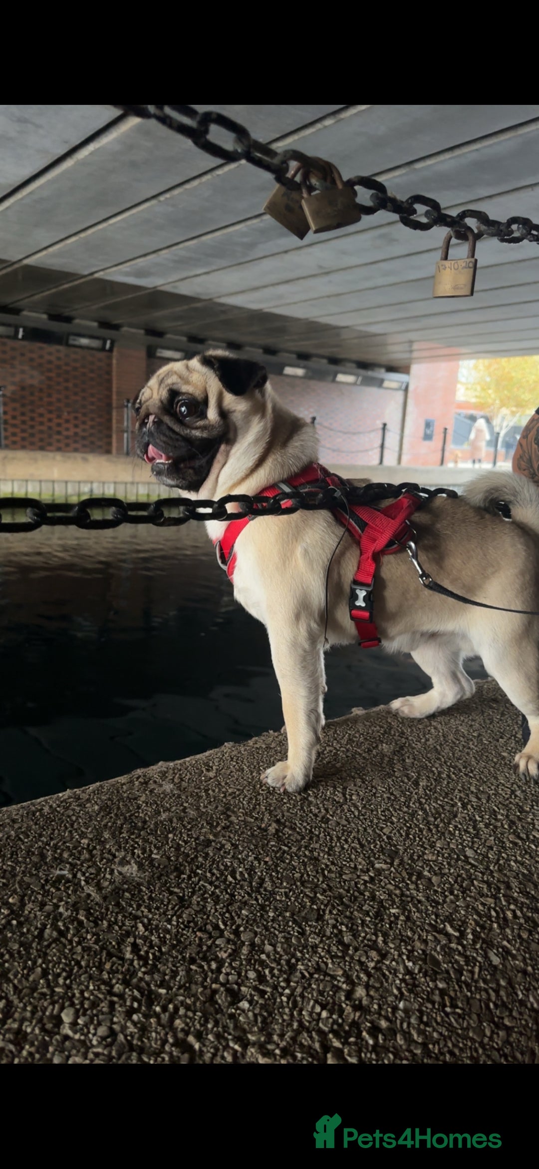 Pug dogs for sale: Male Pug - 4 Years Old - Image 2