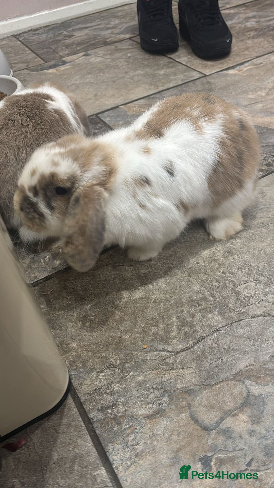 Mini Lop rabbits for sale: 2x mini lops and hutch  - Advert 2