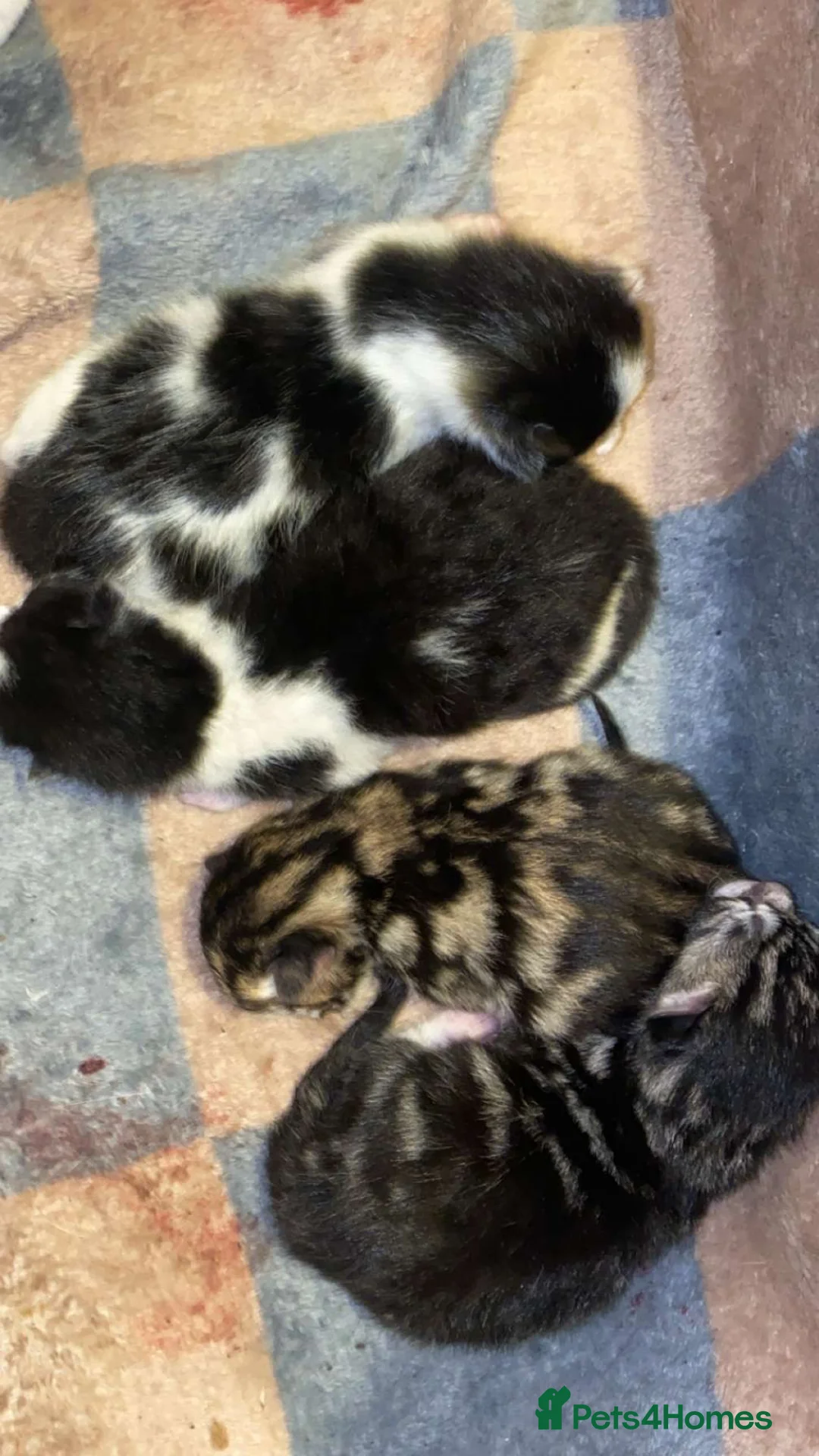 Mixed Breed cats for sale: We have 3 new born kittens available  - Advert 2
