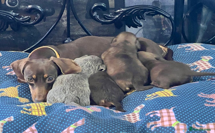 Miniature Dachshund dogs Stunning full pedigree Miniature Dachshunds  - Advert 4