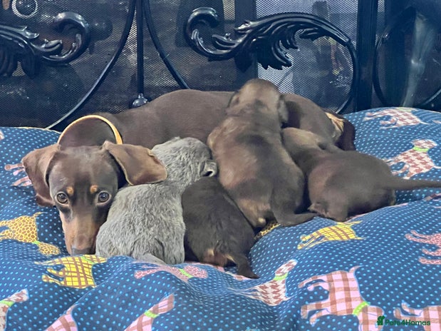 Miniature Dachshund dogs Stunning full pedigree Miniature Dachshunds - Advert 4