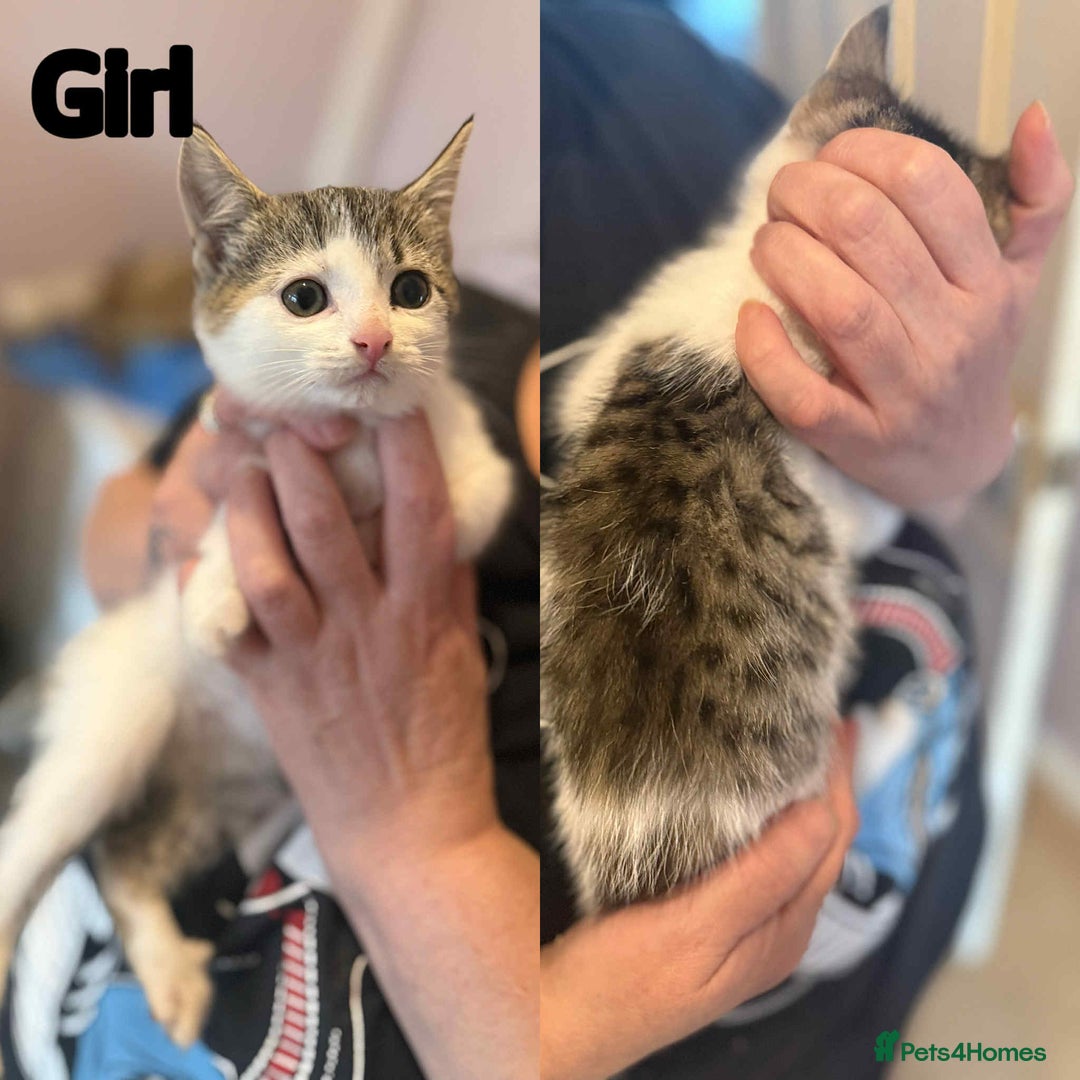 Domestic Shorthair cats for sale: Kittens ready now - Image 1