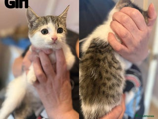 Domestic Shorthair cats - Advert 23