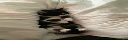 Mixed Breed cats for sale: Adorable bonded pair in Edgware - Advert 25