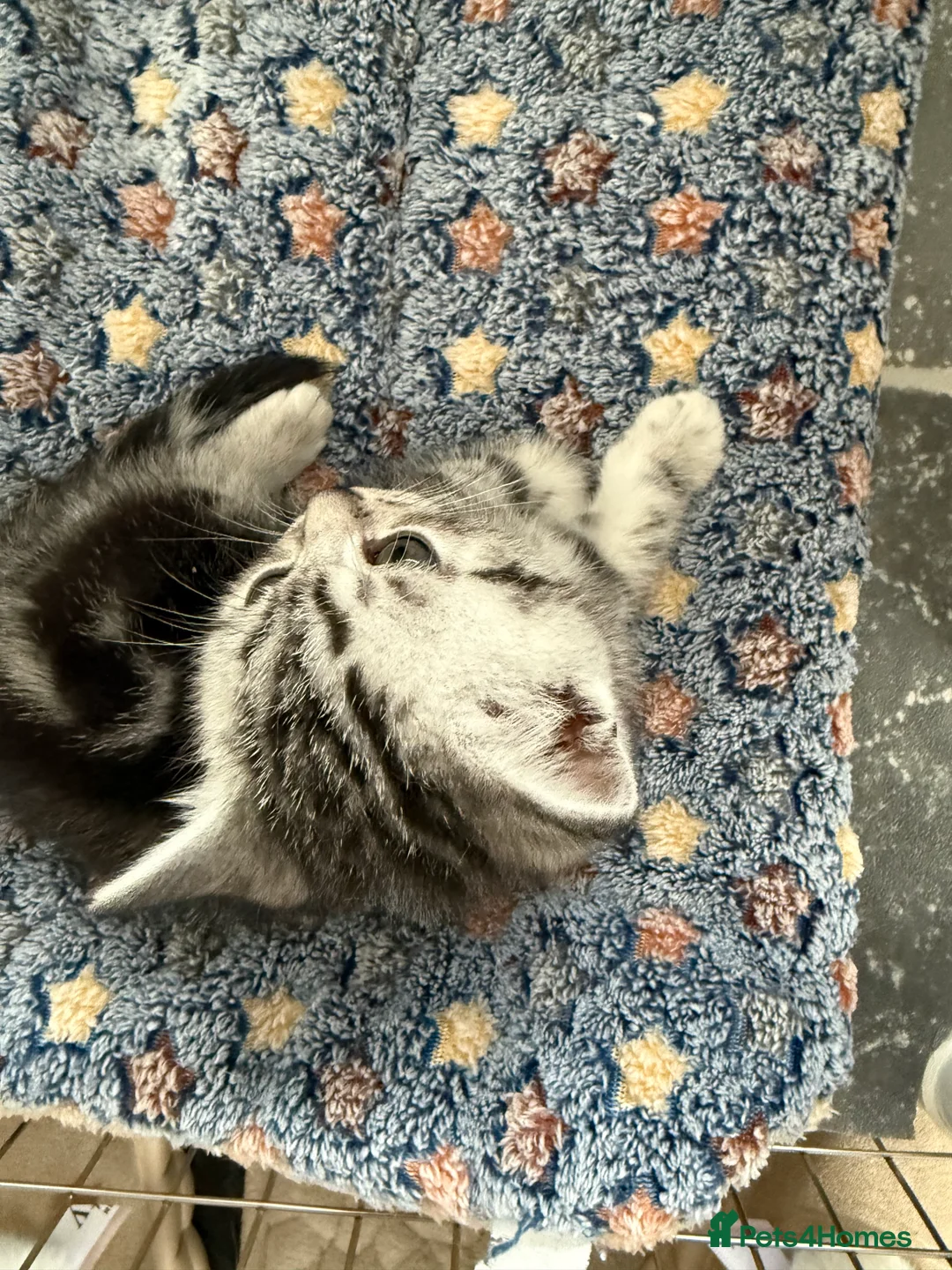 British Shorthair cats for sale: British Shorthair Silver Kittens  - Advert 7