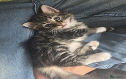 Domestic Shorthair cats for sale: 5 kittens on sale - Image 9