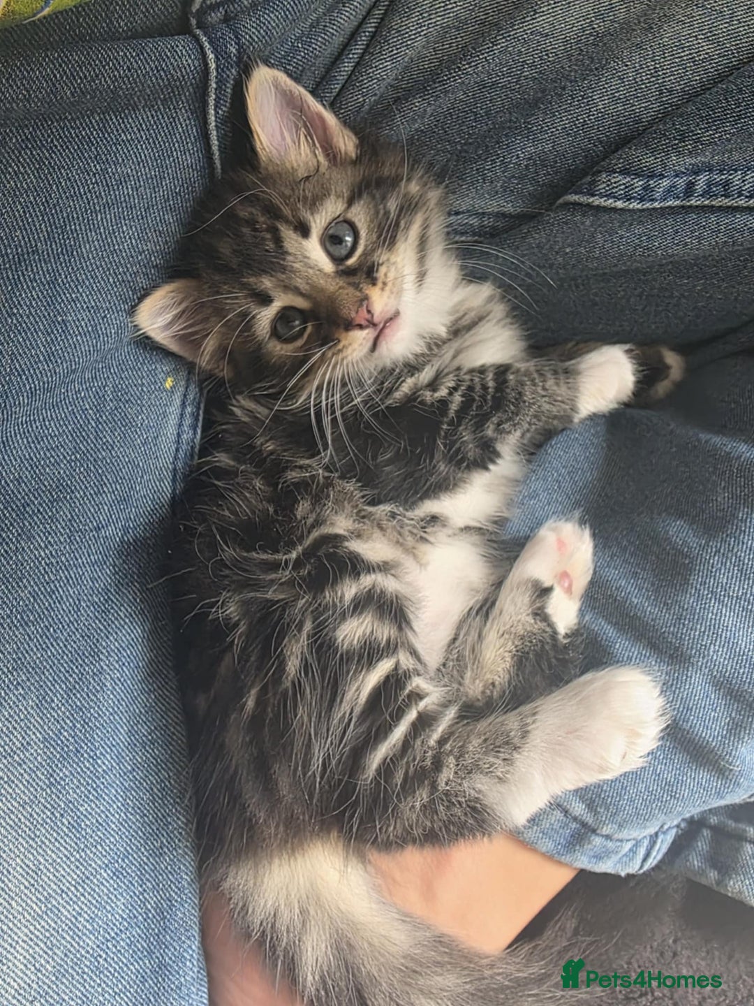 Domestic Shorthair cats for sale: 5 kittens on sale - Image 9