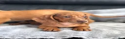 Dachshund dogs for sale: Dachshund Puppies - Advert 5