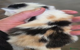 Mixed Breed cats for sale: 3 beautifully marked white/ black / ginger kittens - Image 9