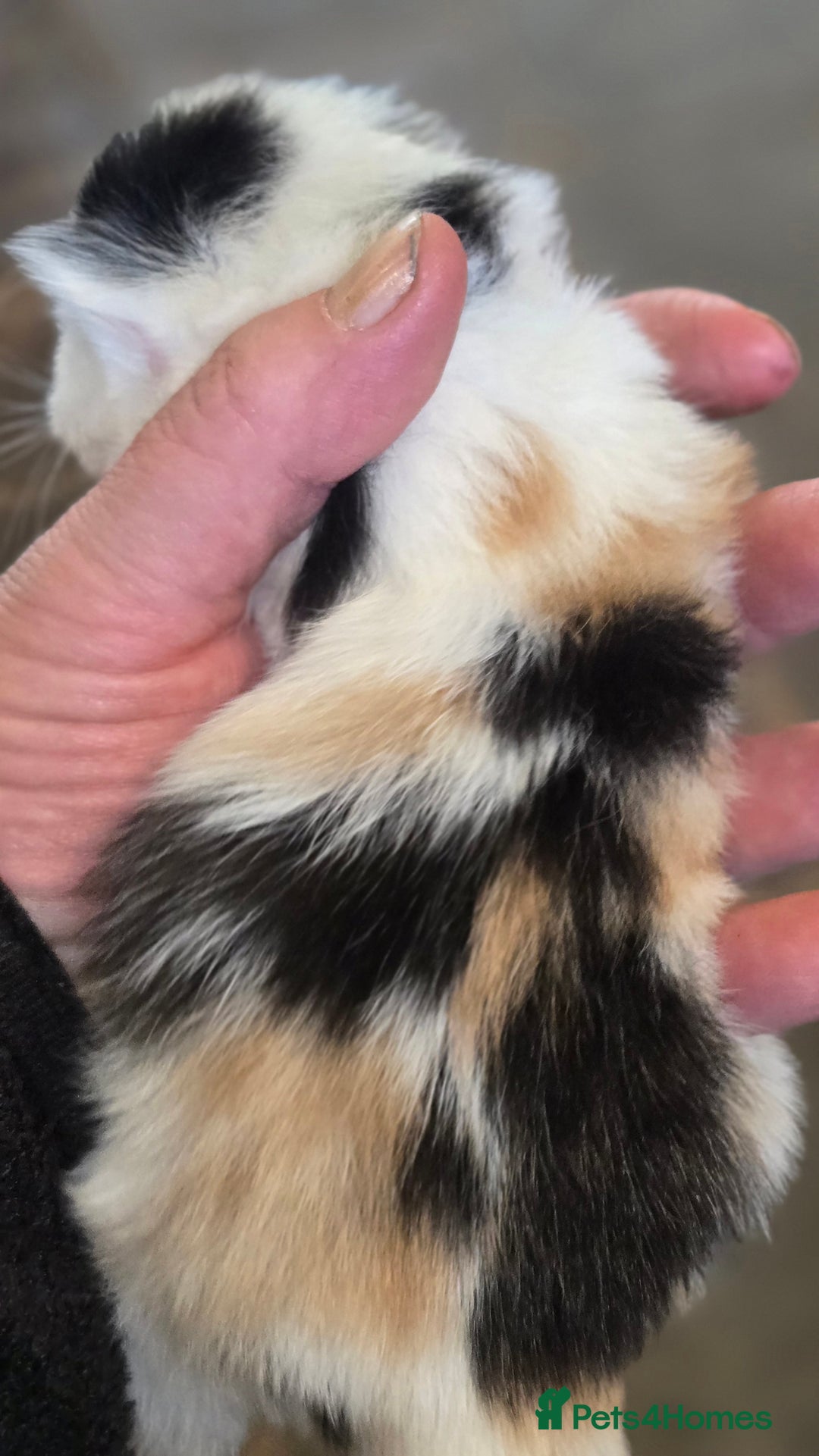 Mixed Breed cats for sale: 3 beautifully marked white/ black / ginger kittens - Image 9