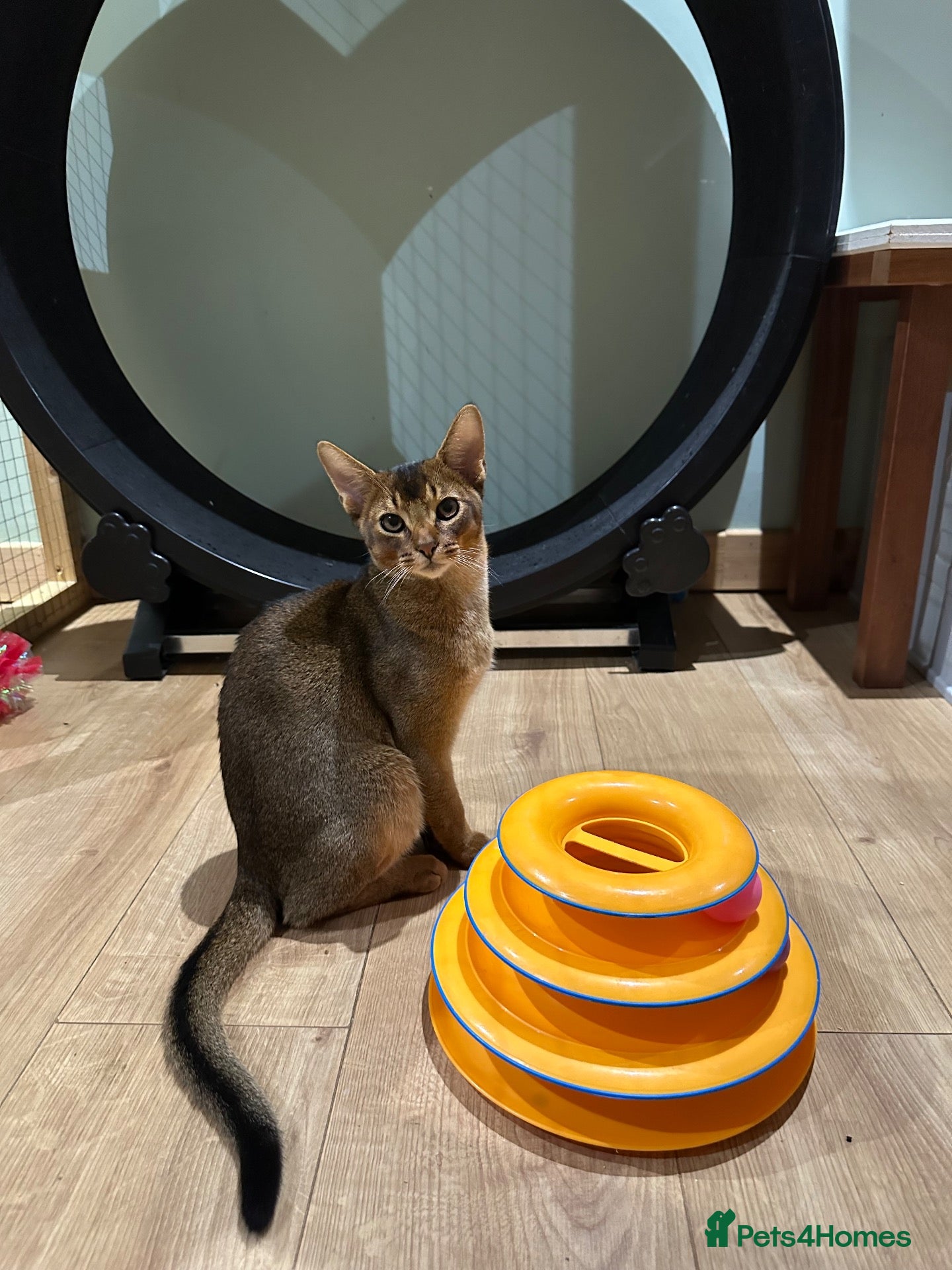 Abyssinian cats Last one boy ready to go🌟 - Advert 2