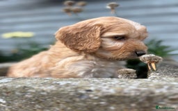Cockapoo dogs for sale: F1 cockapoos - Image 5